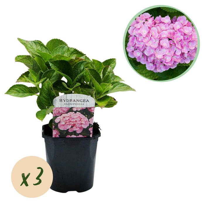 Hortensia - Hydrangea macrophylla Roze - Bloem Roze - 3 Planten - 1 m2 - Bladverliezend - Weinig Onderhoud - Pot 17cm Hoogte 30cm