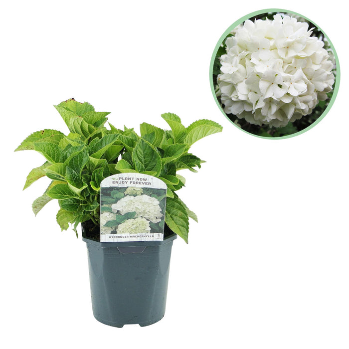 Hortensia - Hydrangea macrophylla Blue - Bloem Wit - 1 Plant - Bladverliezend - Weinig Onderhoud - Pot 17cm Hoogte 30cm