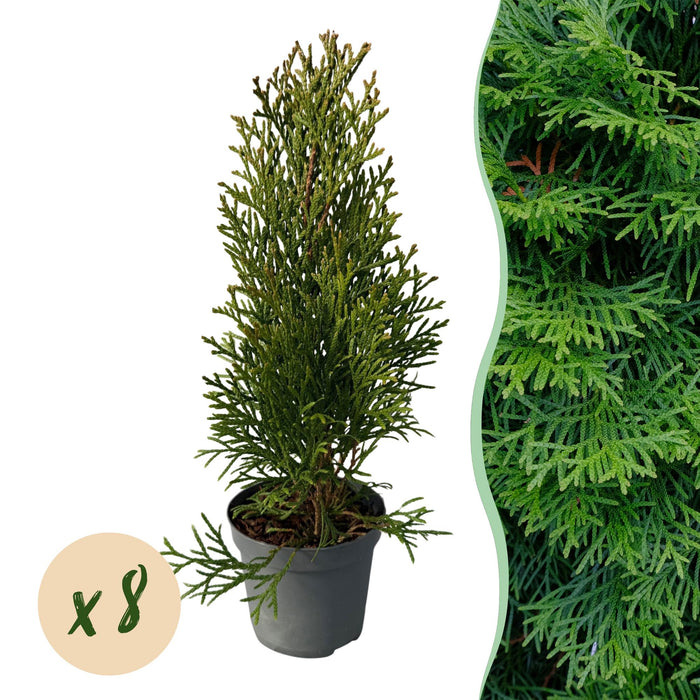 Haagplanten - Thuja occidentalis Smaragd - blad groen - 8 planten - 1 strekkende meter - groenblijvend - pot 9cm hoogte 30-35cm
