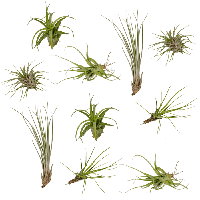 Tillandsia Air mix - 10 stuks - 6 cm - ø6 | Luchtplantjes