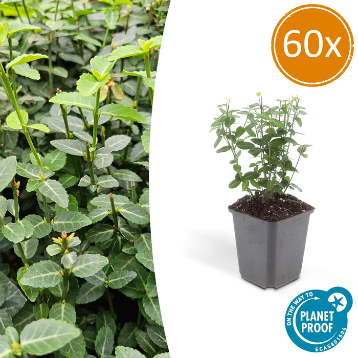Euonymus fortunei radicans - Japanse Kardinaalsmuts - ↕10-25cm - Ø9cm - 60x