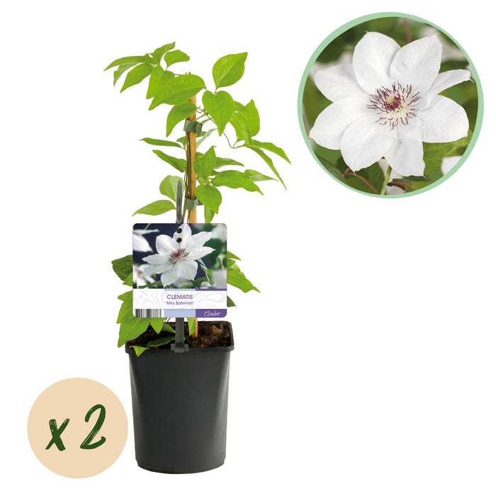 Clematis Miss Bateman - Bosrank - Bloem Roze - ↕40cm - Ø11cm - 2x