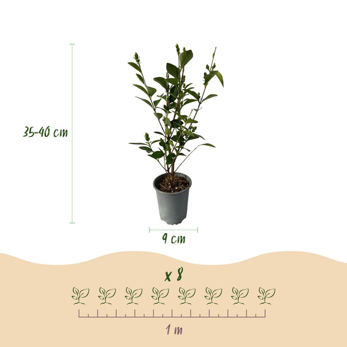 Haagplanten - Ligustrum ovalifolium - blad groen - 8 planten - 1 strekkende meter - groenblijvend - pot 9cm hoogte 35-40cm