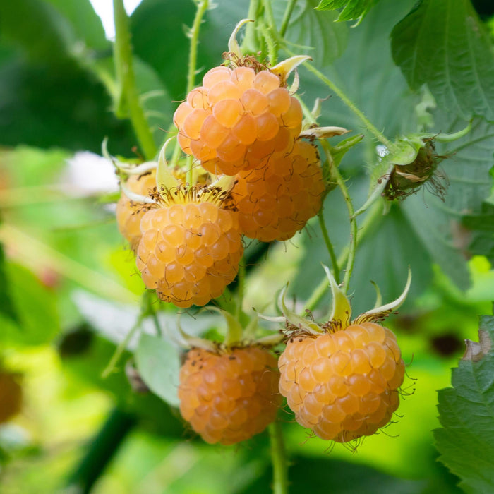 Fruitplant - Framboos - Rubus idaeus Fallgold  - Gele Framboos - 2 planten -  Pot 11cm Hoogte 40cm