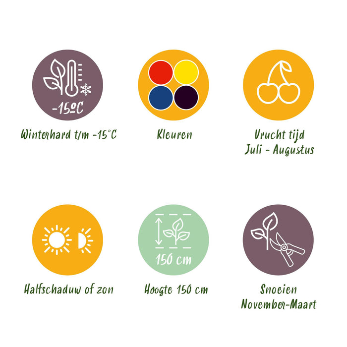 Fruit planten mix - Rode Bes, Gele Framboos, Zwarte Braam, Blauwe bes - 4 planten - Pot 11cm Hoogte 40cm