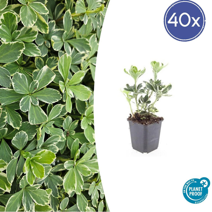 Pachysandra Terminalis 'Variegata' - Schaduwkruid - ↕10-25cm - Ø9cm - 40x