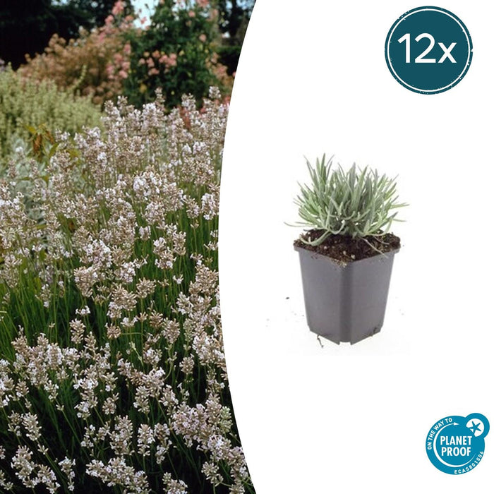Lavandula intermedia 'Edelweiss' - ↕10-25cm - Ø9cm - 12x