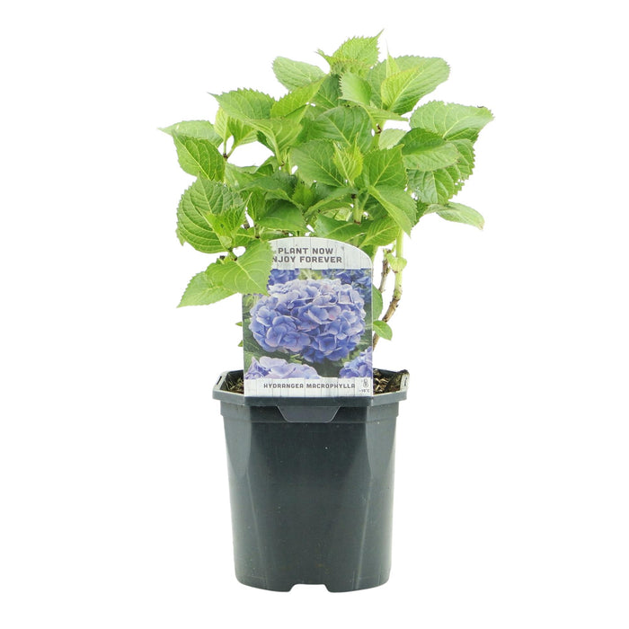 Hortensia - Hydrangea macrophylla Blauw - Bloem Blauw - 3 Planten - 1m2 - Bladverliezend - Weinig Onderhoud - Pot 17cm Hoogte 30cm