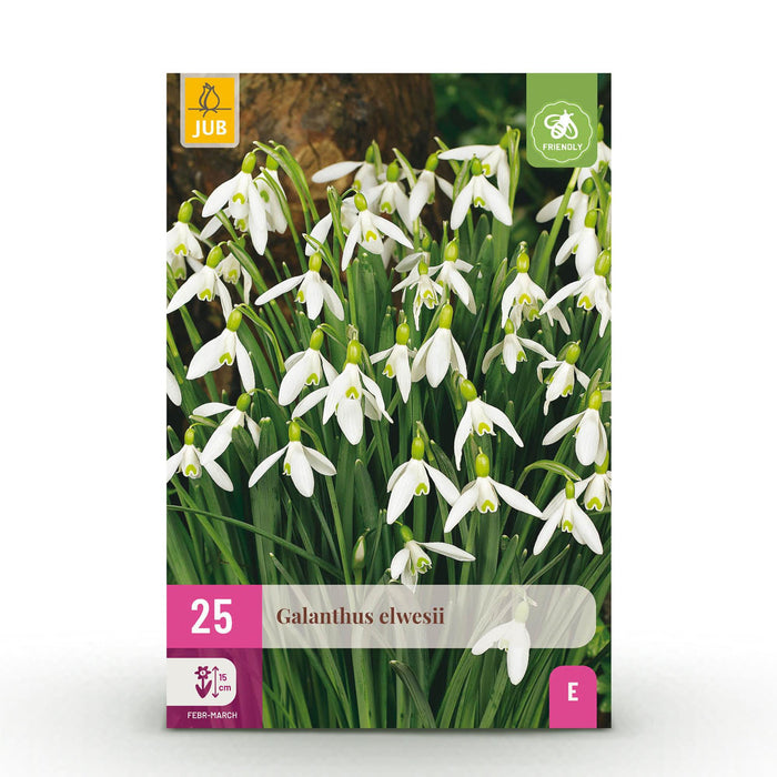 Bloembollen - Galanthus Elwesii - Kleur Wit - 25 stuks - Bolmaat 5/6 - XXL Pack