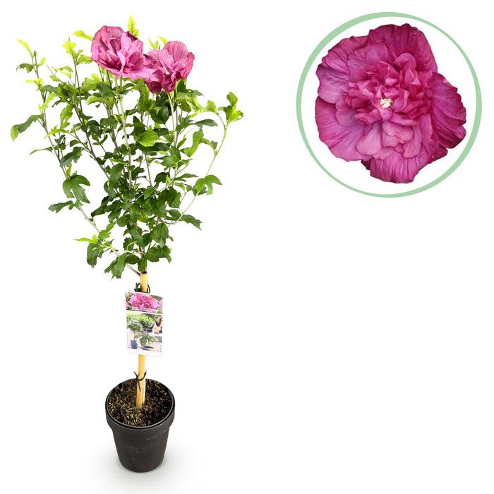 Tuinplant - Hibiscus syriacus Magenta Chiffon® - Plant op stam - Terras Plant - Bladverliezend - Weinig Onderhoud - Pot 19cm Hoogte 90cm