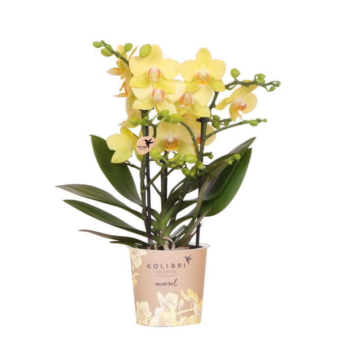 Gele Phalaenopsis orchidee - Albenga - Ø9cm | bloeiende kamerplant