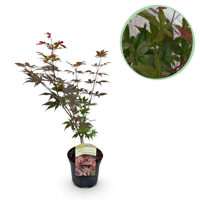 Terrasplant - Japanse Esdoorn - Acer palmatum Atropurpureum - Paars - Bladverliezend - ↕70cm - Ø19cm