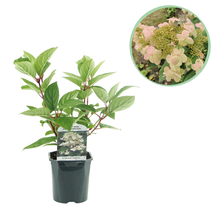Pluim Hortensia - Hydrangea panniculata Wims Red - Bloem Wit Rood - 1 Plant - Bladverliezend - Grote Bloemen - Pot 17cm Hoogte 50cm