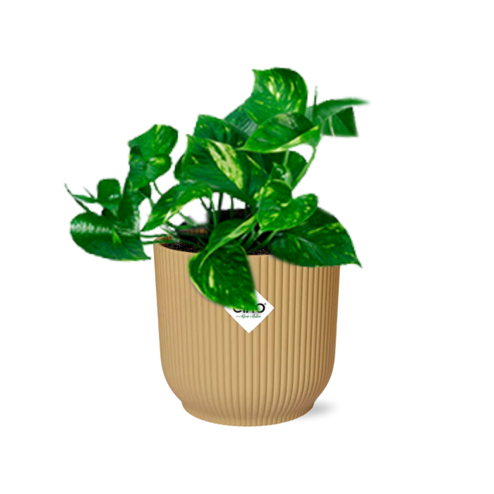 Epipremnum Pinnatum ‘Aureum’ in elho Vibes Fold Ø14cm geel