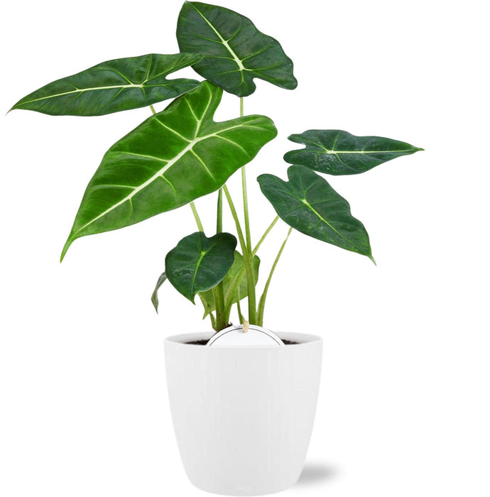 Alocasia Frydek - ↕35cm - Ø12cm + Witte Pot Brussels D13,5x12,5cm