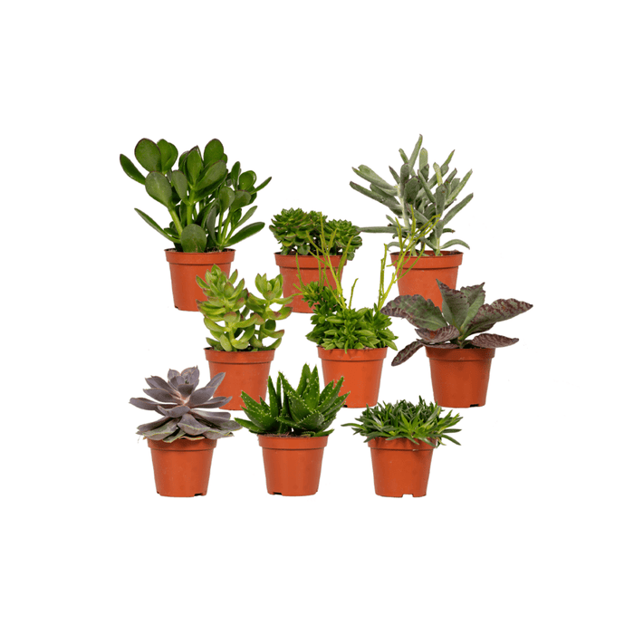 Vetplanten Mix - ↕10 cm - Ø8,5cm - 9x