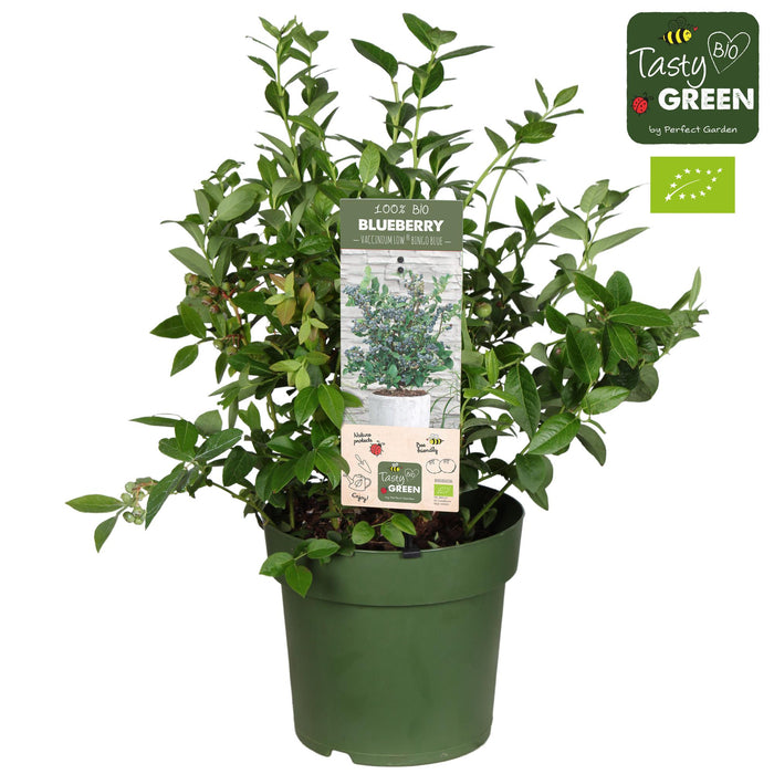 Vaccinium Corymbosum 'Bingo Blue' Bio - Blauwe Bes - ↕50cm - Ø23cm