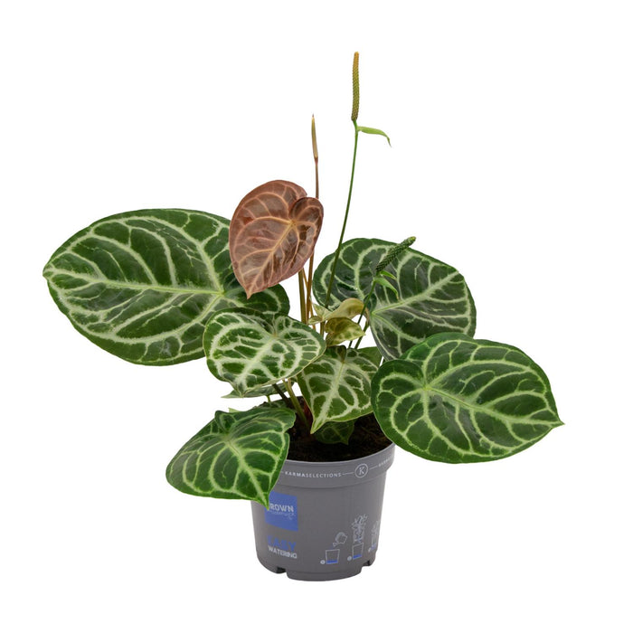 Anthurium Crystal Hybride Compact - ↕40cm - Ø17cm
