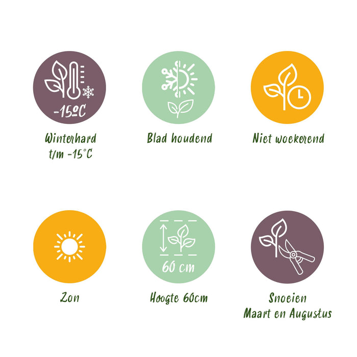 Haagplanten - Lavandula angustifolia Hidcote -  blad grijs - 6 planten - 1 strekkende meter - groenblijvend - pot 17cm hoogte 30cm