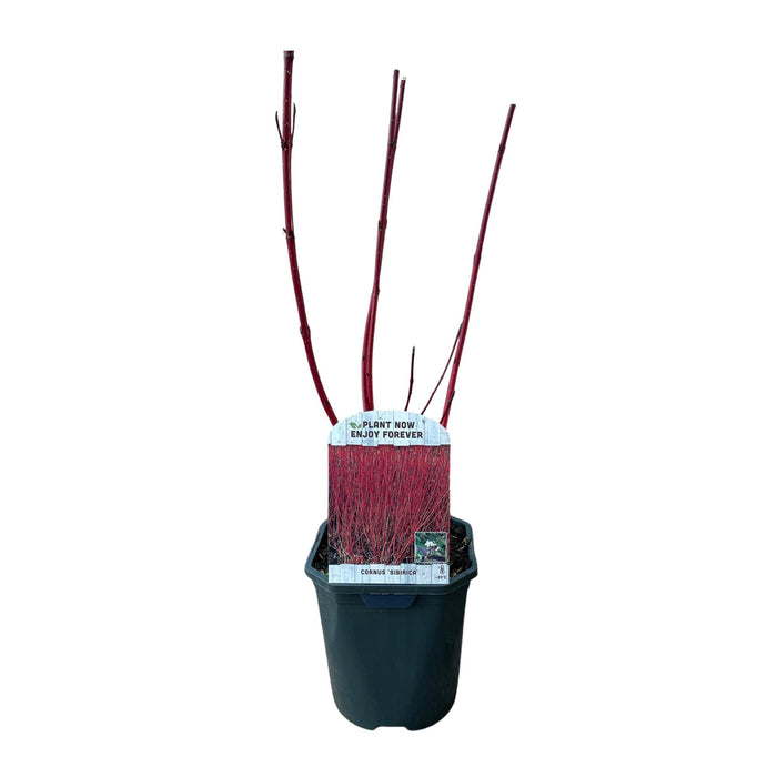 Heesters - Cornus sibirica - Rode Takken - 1 Plant - Bladverliezend - Weinig Onderhoud - Pot 17cm Hoogte 45cm