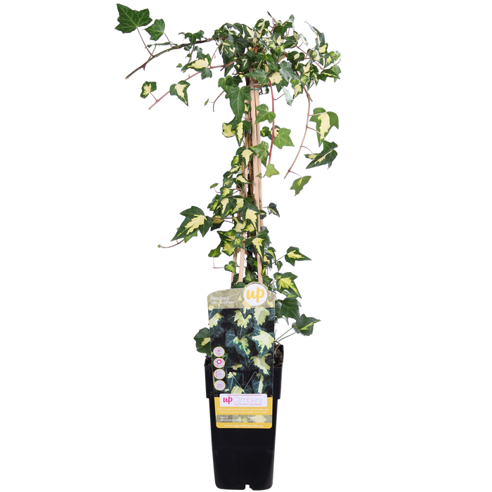 Hedera Helix 'Goldheart' - ↕65cm - Ø15cm
