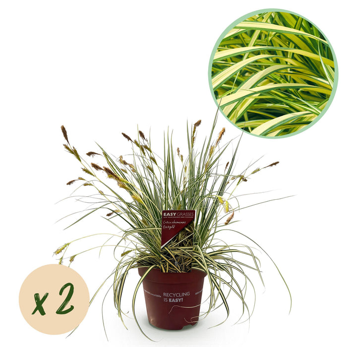 Siergrassen - Carex oshimensis Evergold - Geel & Groen - 2 Planten - Bladhoudend - Weinig Onderhoud - Pot 17cm Hoogte 50cm