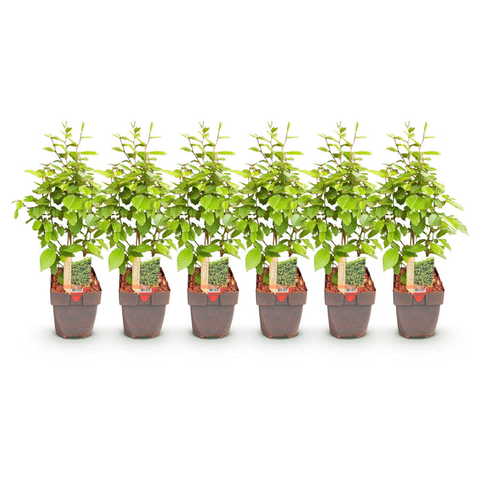 Haagplanten - Carpinus betulus -  blad groen - 6 planten - 1 strekkende meter - bladverliezend - pot 17cm hoogte 55cm
