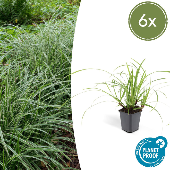 Carex morrowii 'Ice Dance' - Zegge - ↕10-25cm - Ø9cm - 6x