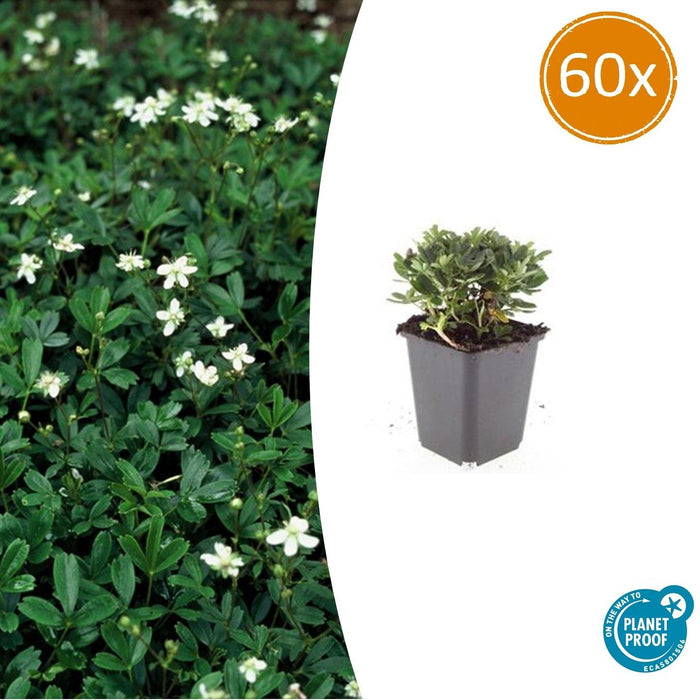 Potentilla tridentata 'Nuuk' - Ganzerik - ↕10-25cm - Ø9cm - 60x