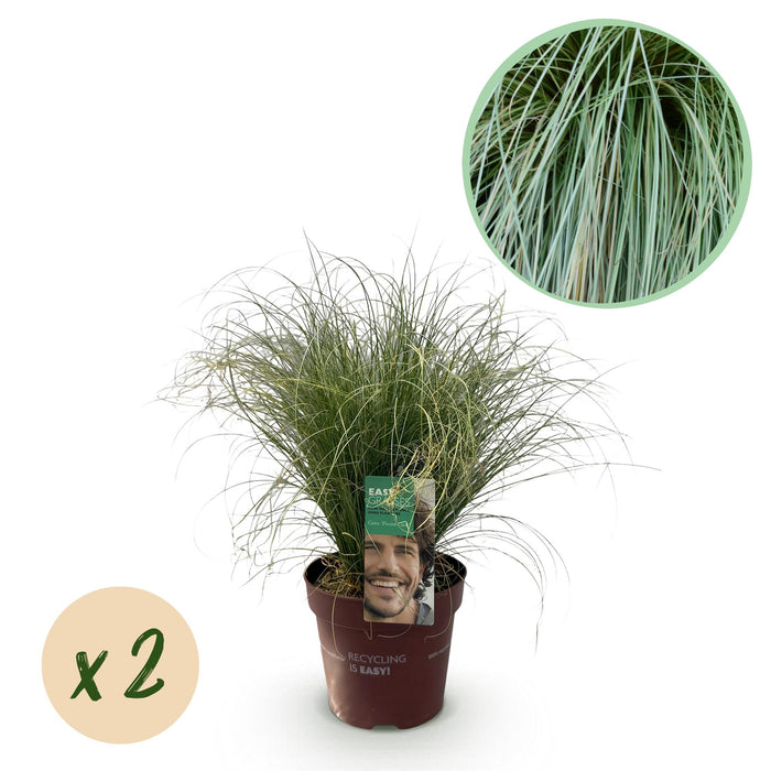 Siergrassen - Carex comans Frosted Curls - Groen - 2 Planten - Bladhoudend - Weinig Onderhoud - Pot 17cm Hoogte 50cm