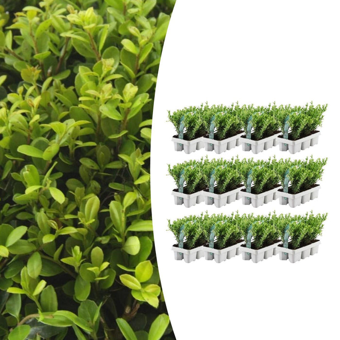 Ilex crenata 'Jenny' - ↕15cm - Ø7cm - 72x