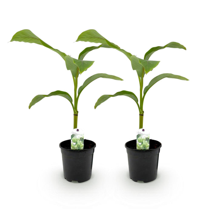 Fruitplant - Bananen plant - Musa Basjoo - Winterhard - 2 planten - Pot 17cm Hoogte 40cm