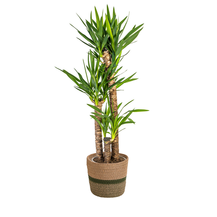Yucca Elephantipes met mand ↕120-140cm - Ø24cm
