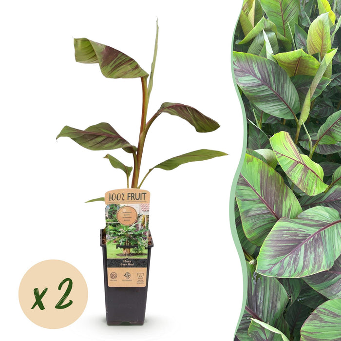 Fruitplant - Japanse vezelbanaan - Musa Ever Red - Winterhard - 2 planten - Pot 15cm Hoogte 50cm