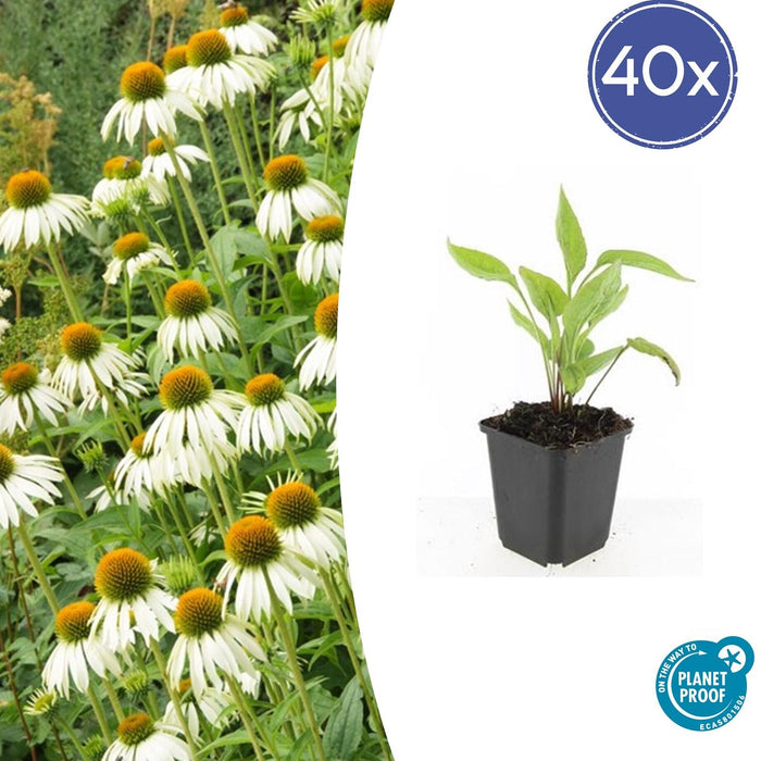 Echinacea purpurea 'White Swan' - Zonnehoed - ↕10-25cm - Ø9cm - 40x
