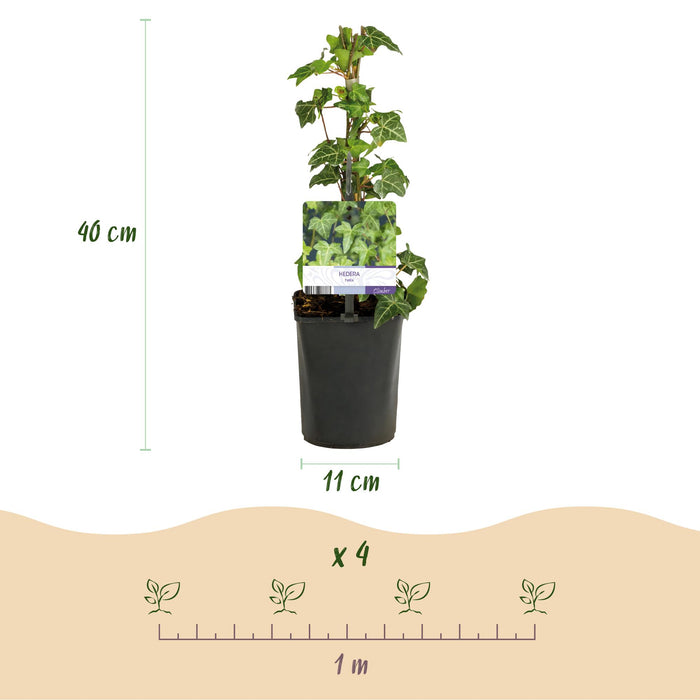 Klimplanten Rainbow - Clematis montana Rubens  Hedera helix lonicera Goldflame Campsis madame Galen   - Jaarrond kleur - 4 planten - Pot 11cm Hoogte 40cm