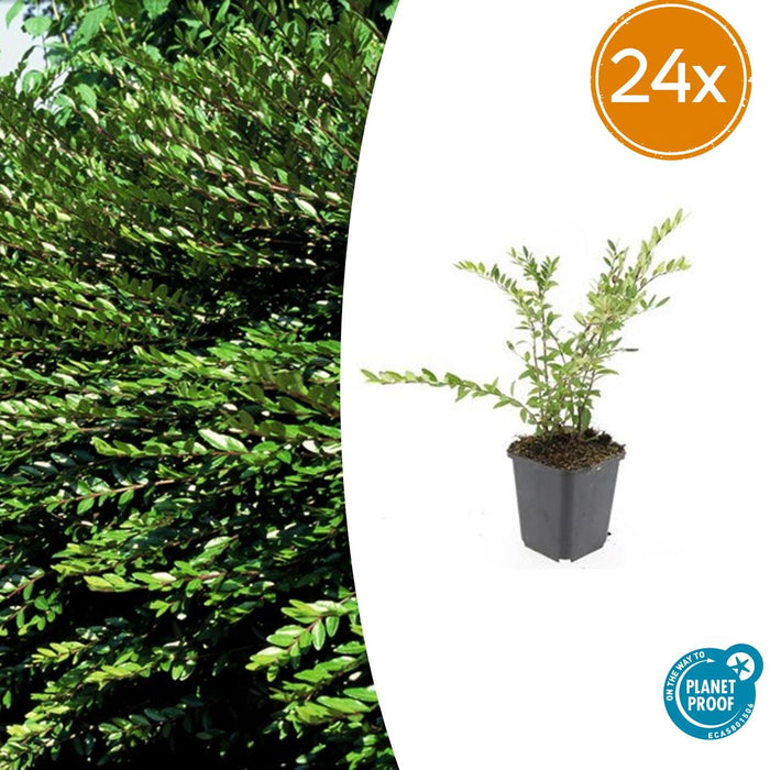 Lonicera pileata 'Purple Pearl' - ↕10-25cm - Ø9cm - 24x