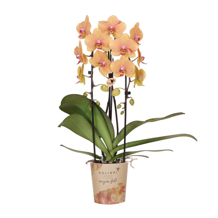 Oranje phalaenopsis orchidee potmaat Ø12cm | Sunny Bunny | bloeiende kamerplant