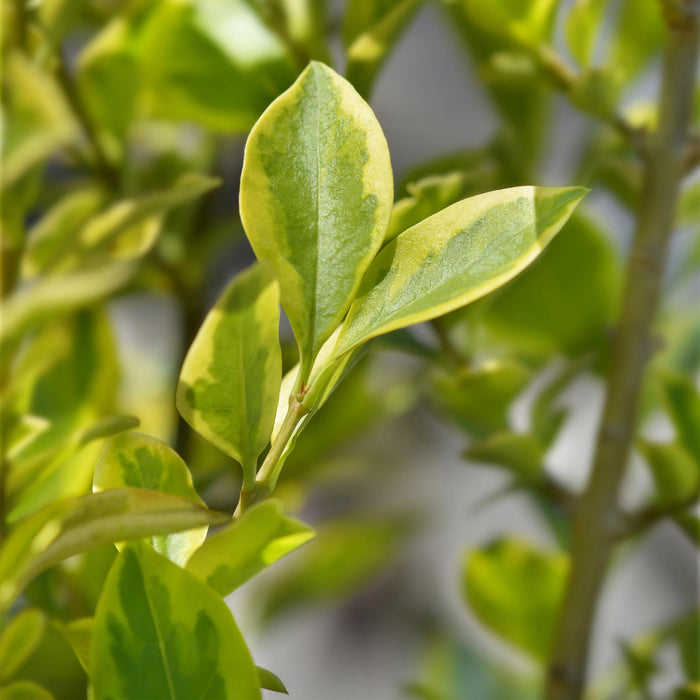 Haagplanten - Ligustrum ovalifolium Aureum - blad geel groen - 8 planten - 1 strekkende meter - groenblijvend - pot  9cm hoogte 35-40cm