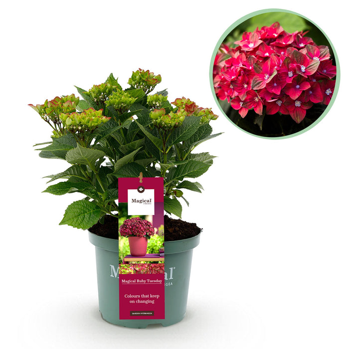 Terrasplant - Hortensia - Hydrangea Magical Teusday & Saphire - Rood - 6-10 Bloemen - Pot 23cm Hoogte 55cm