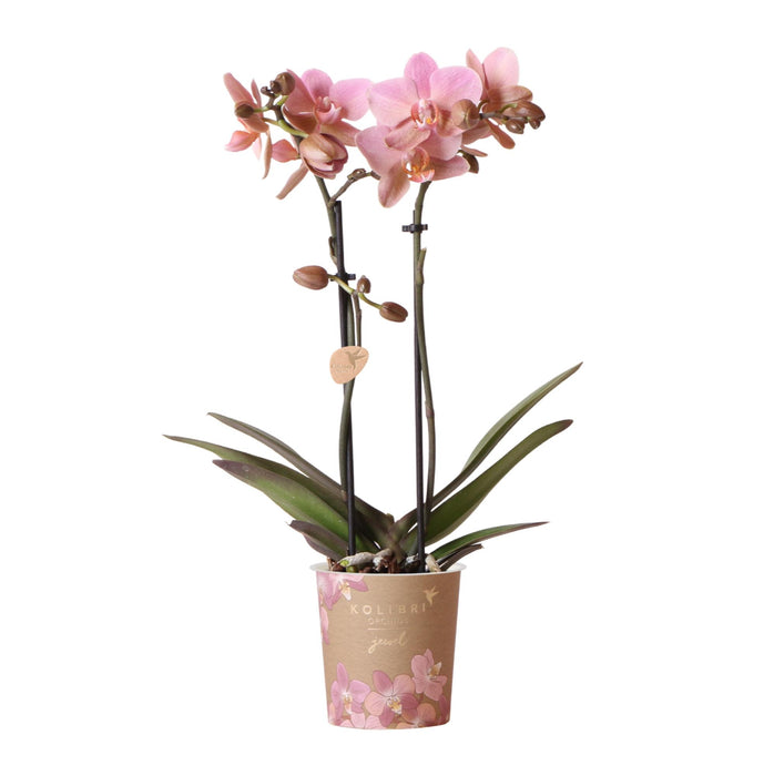 Oudroze Phalaenopsis orchidee - Jewel Treviso - potmaat Ø9cm | bloeiende kamerplant