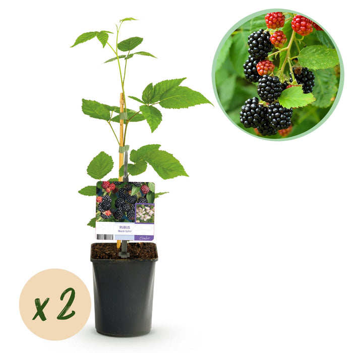 Fruitplant - Braam - Rubus Black Satin - Zwarte Braam - Doornloos - 2 planten - Pot 11cm Hoogte 40cm