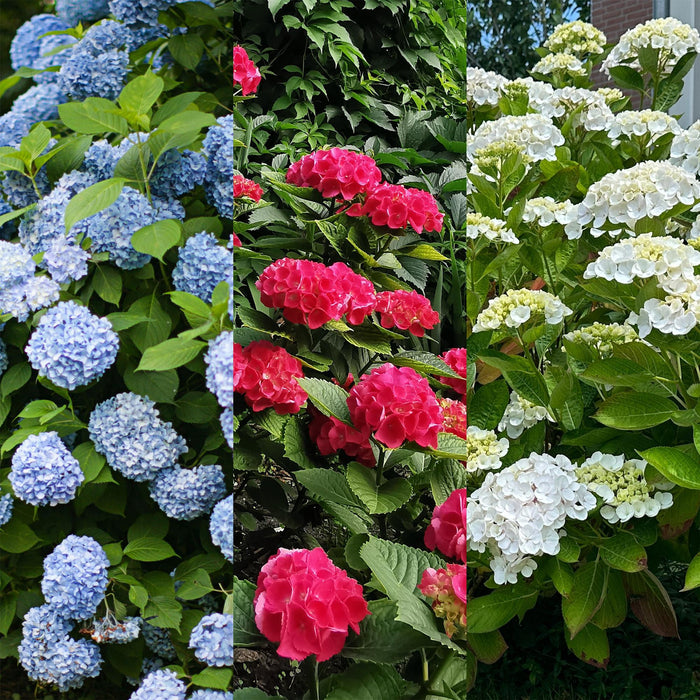 Hortensia - Hydrangea macrophylla Tricolour - Bloem Blauw, Roze en Wit  - 3 Planten - Bladverliezend - Weinig Onderhoud - Pot 17cm Hoogte 30cm