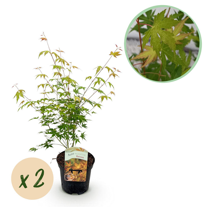 Terrasplant - Japanse Esdoorn - Acer palmatum Katsura - Oranje - 2 Planten - Bladverliezend - ↕70cm - Ø19cm