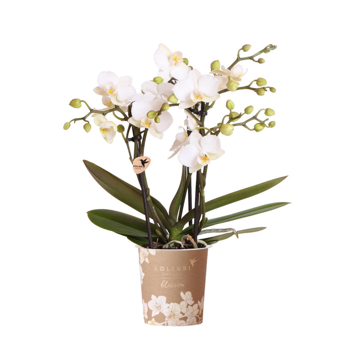 Witte phalaenopsis orchidee potmaat Ø9cm | Zürich | bloeiende kamerplant