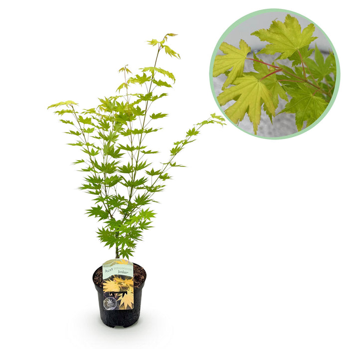 Terrasplant - Japanse Esdoorn - Acer palmatum Jordan - Geel - Bladverliezend - ↕70cm - Ø19cm