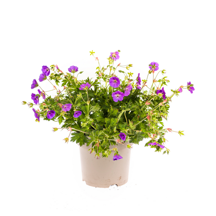 Geranium Rozanne Purple Ø19cm - ↕20 - 30cm