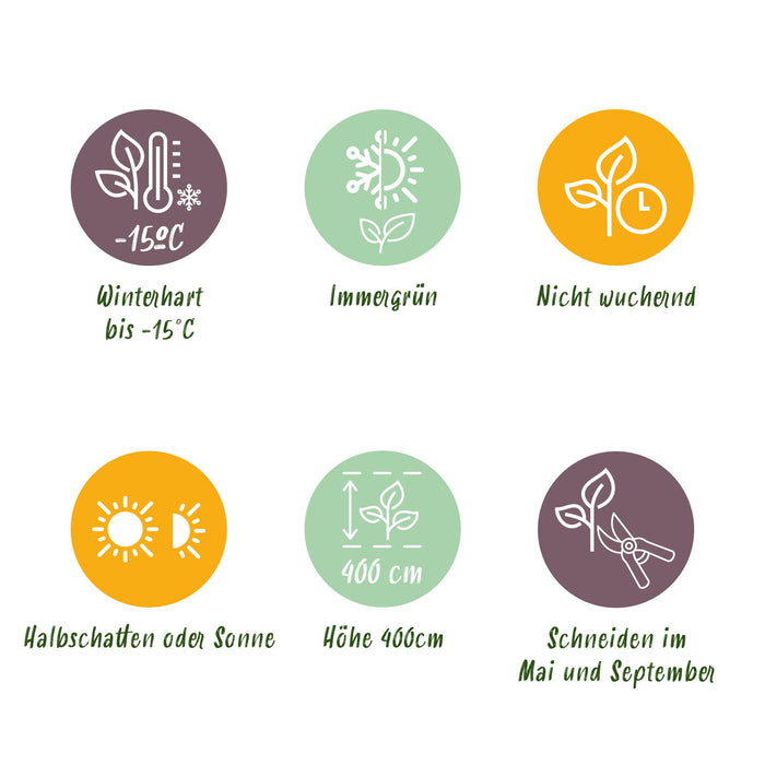 Haagplanten - Ligustrum ovalifolium -  blad groen - 6 planten - 1 strekkende meter - groenblijvend - pot 17cm hoogte 55cm