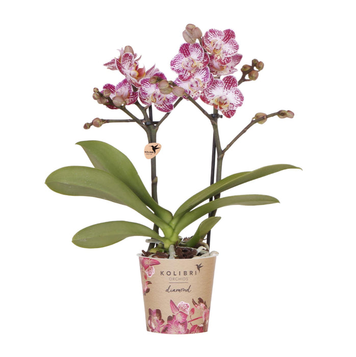 Roze paarse phalaenopsis orchidee potmaat Ø9cm | Bora Bora | bloeiende kamerplant