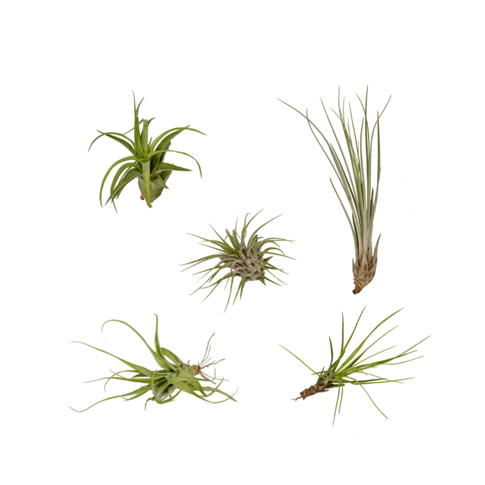 Tillandsia Air mix - 5 stuks - 6 cm - ø6 | Luchtplantjes